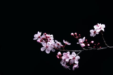 cherry blossom black background